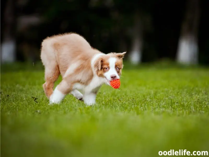 Australian Shepherd puppy bites a ball