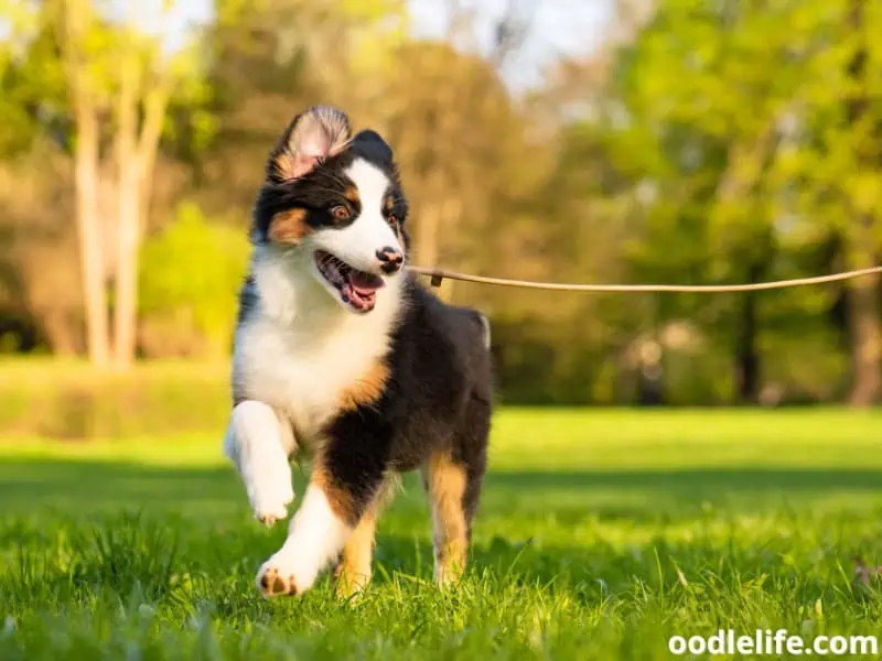 Australian Shepherd puppy on leash