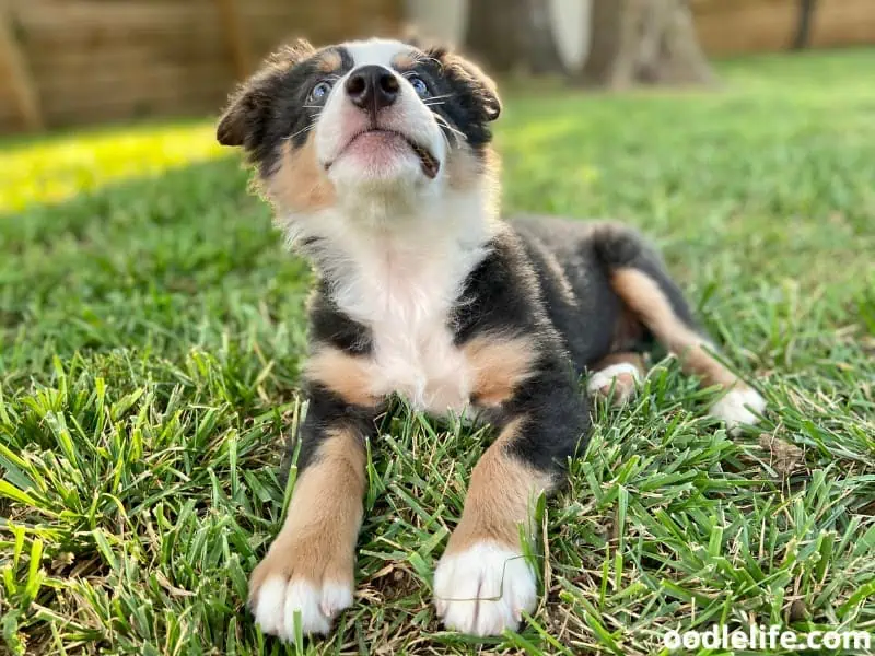 Australian Shepherd puppy training