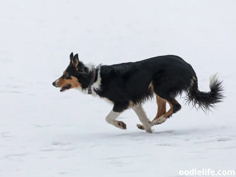 Australian Shepherd runs on the snow