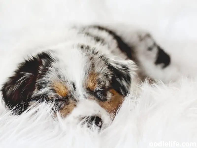 Australian Shepherd sleeps comfortably