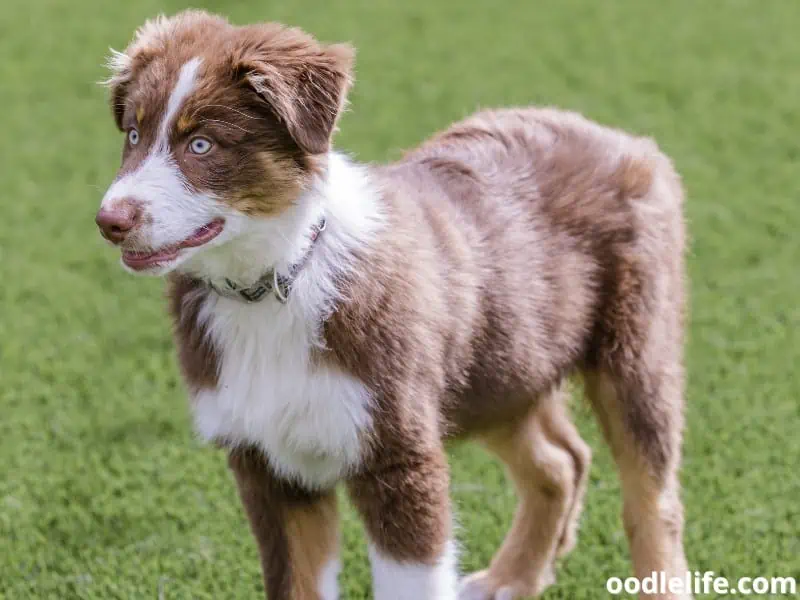 Australian Shepherd summer season