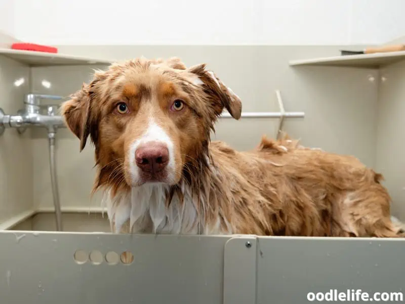 Australian Shepherd takes a bath