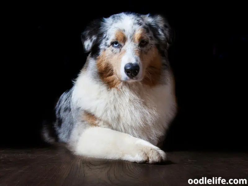 Australian Shepherd with different eye colors