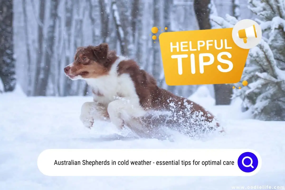 Australian Shepherds in cold weather