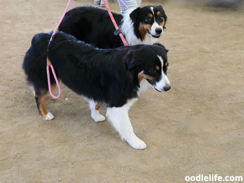 Australian Shepherds on training