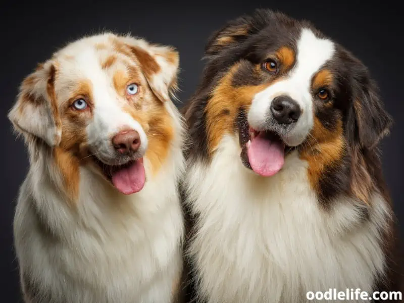 Australian Shepherds smile at a photo