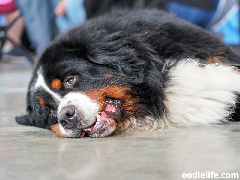 Bernese Mountain Dog lying on the floor