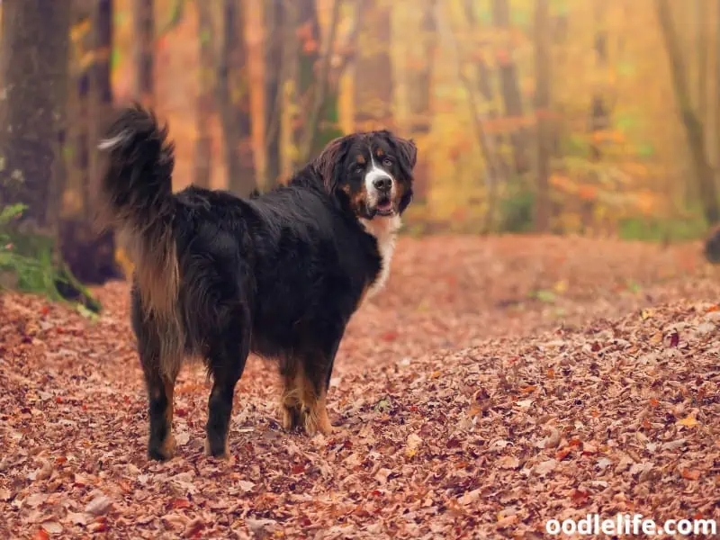 Bernese Mountain Dog stands