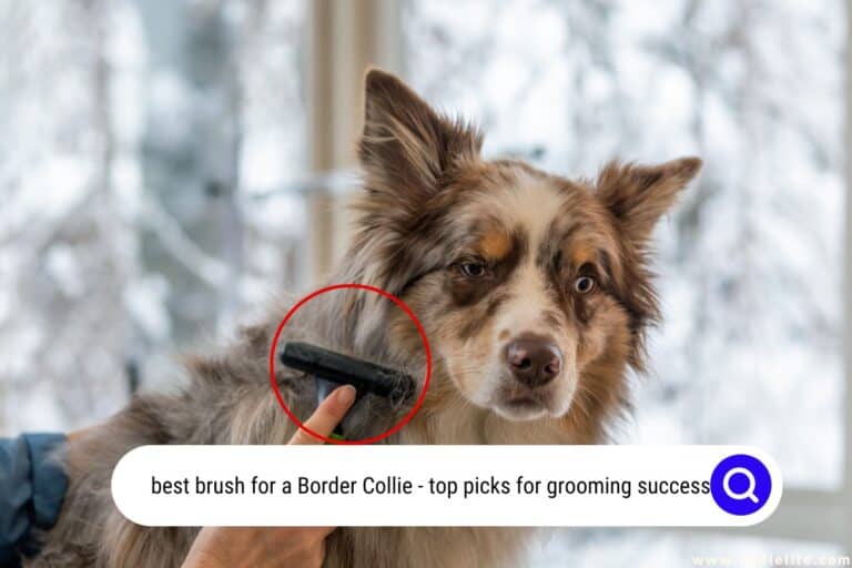 Border Collie Coat DISASTER – Best Brush for a Border Collie 2026