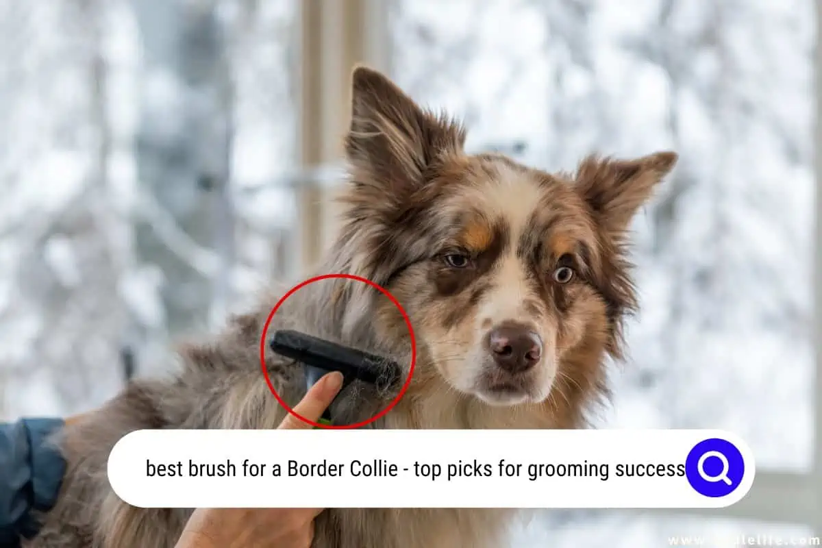 best brush for a Border Collie