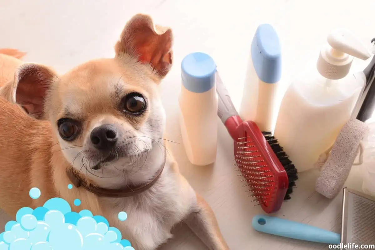 The best Chihuahua products look after their skin
