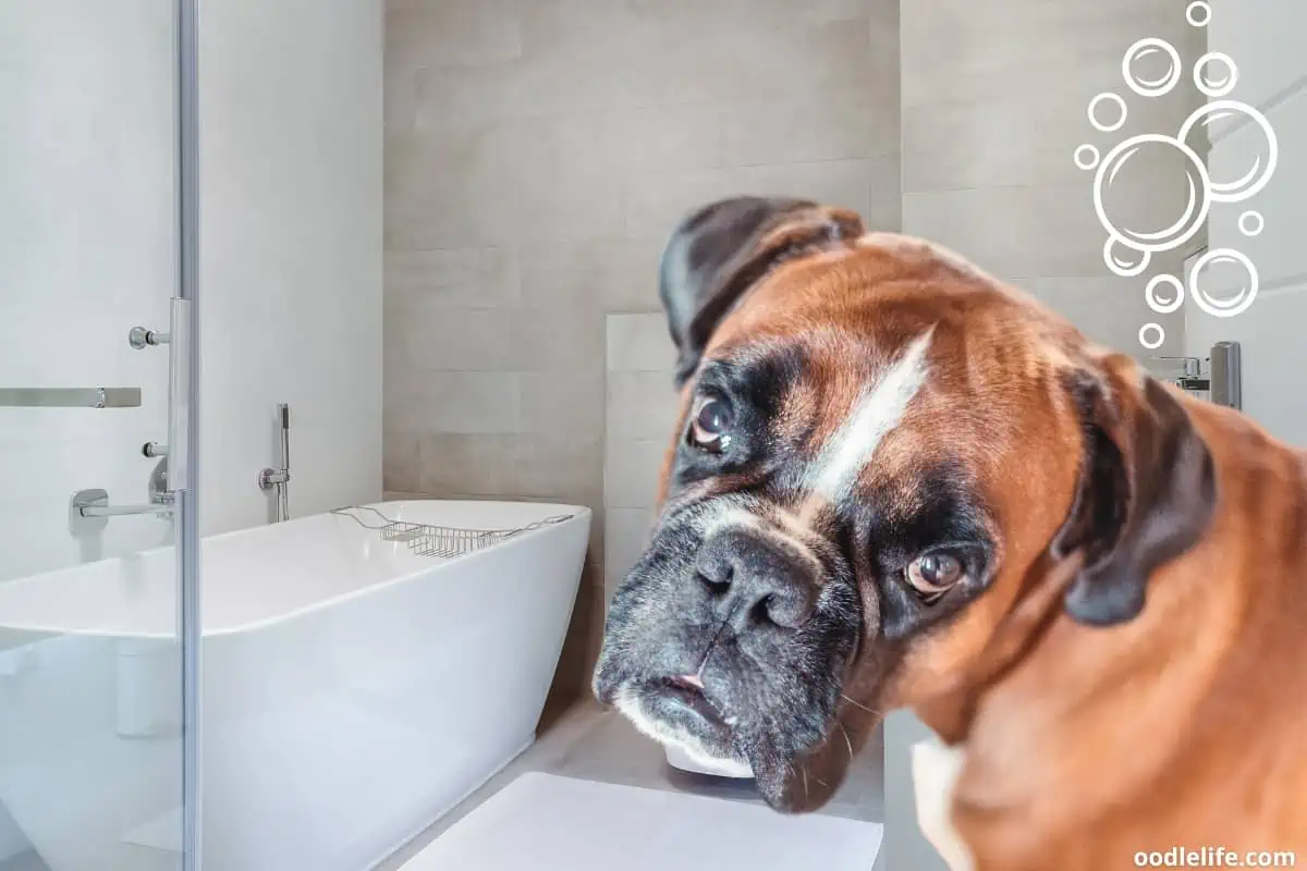 What is the best shampoo for Boxer dogs?