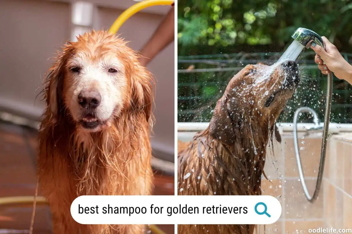 best dog shampoo for Golden Retrievers