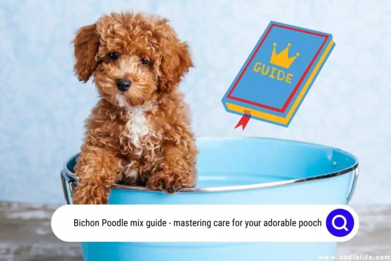 Bichon Poodle Mix Guide (Poochon Guide with Photos)