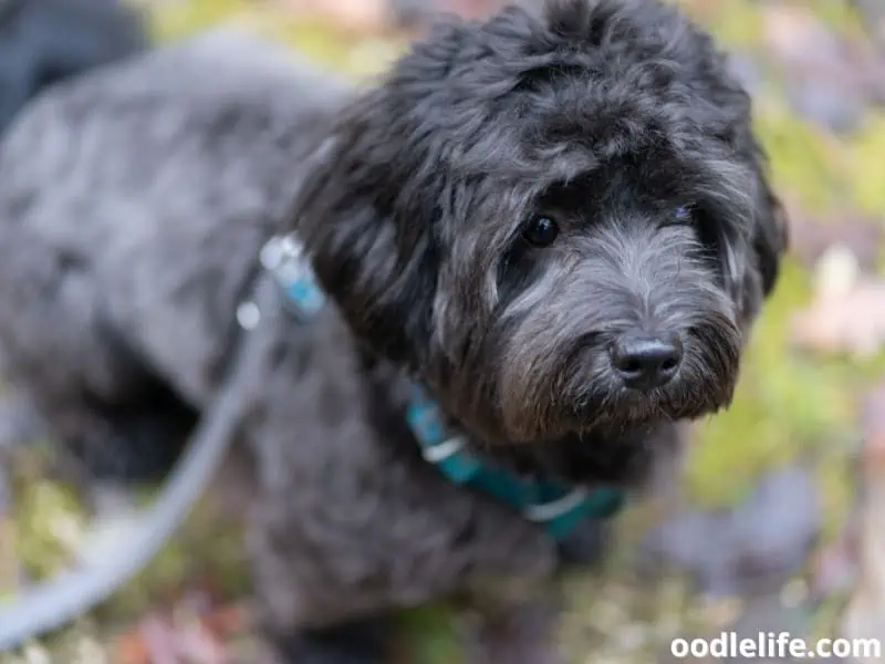 black Havanese puppy on leash