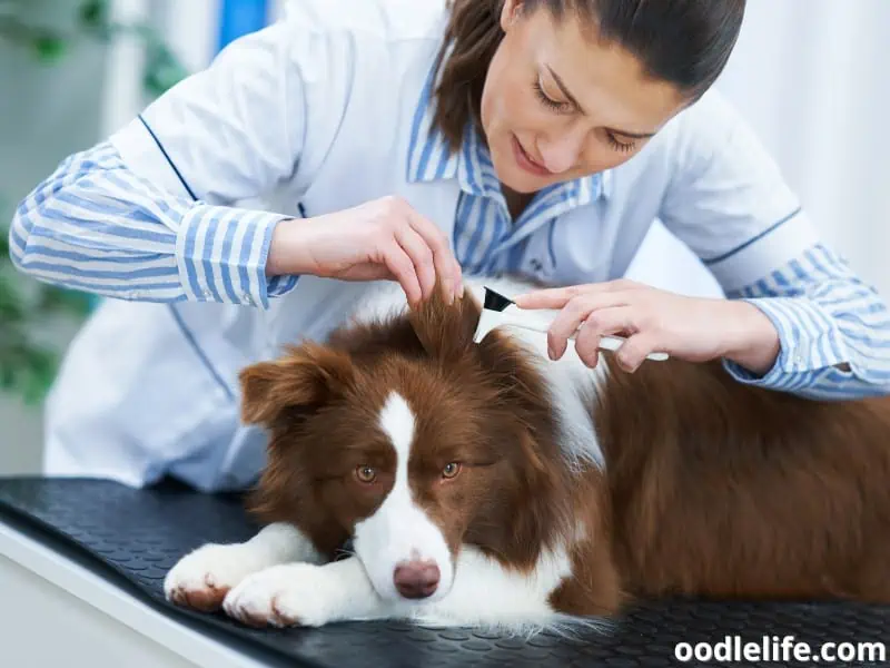 Border Collie and vet