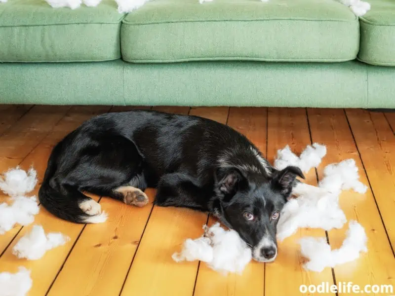 Border Collie destroyed the couch