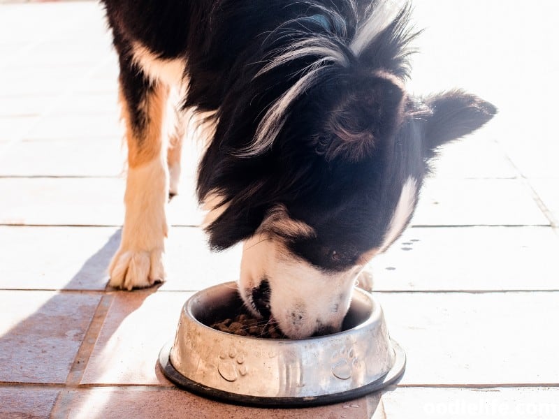 Border Collie eats his food