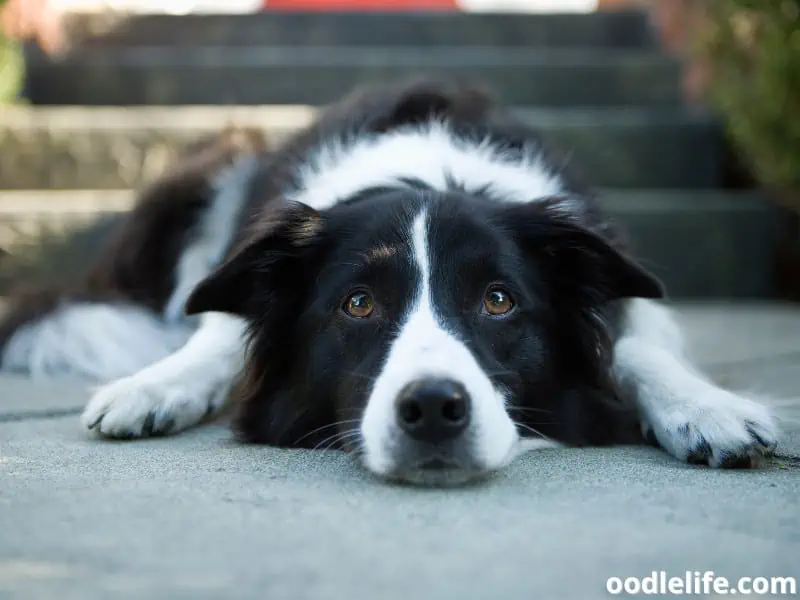 Border Collie lies on the ground