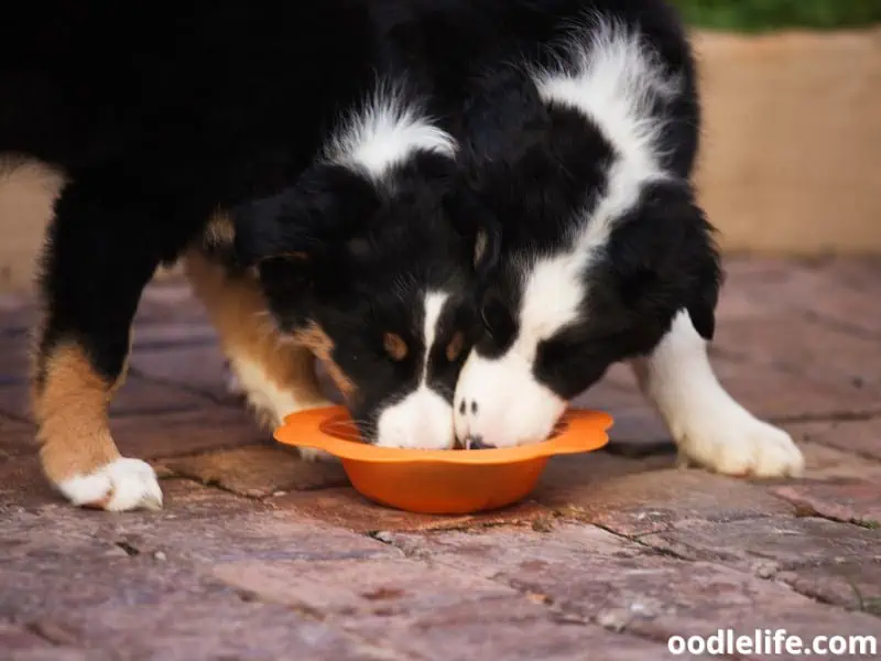 Border Collie puppies eat