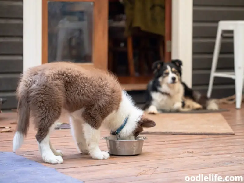 Border Collie puppy and adult