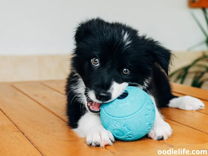 Border Collie puppy teething