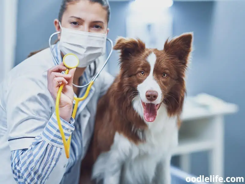 Border Collie with his vet