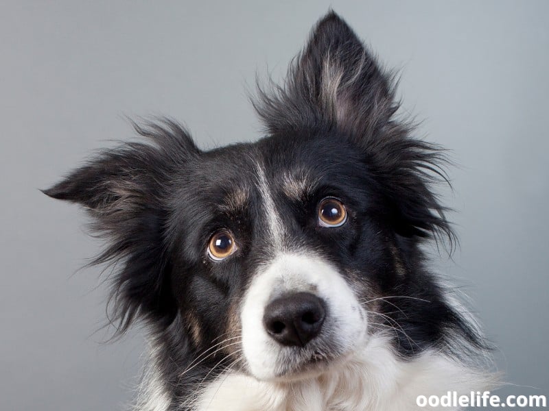 Border Collie with one pointed ear