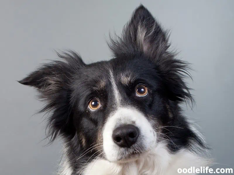 Border Collie with one pointed ear