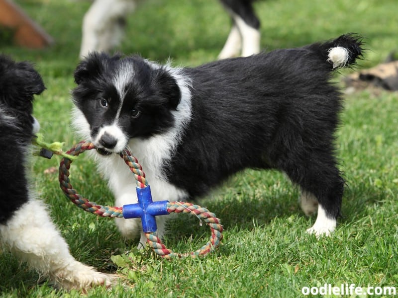 Border Collies play together