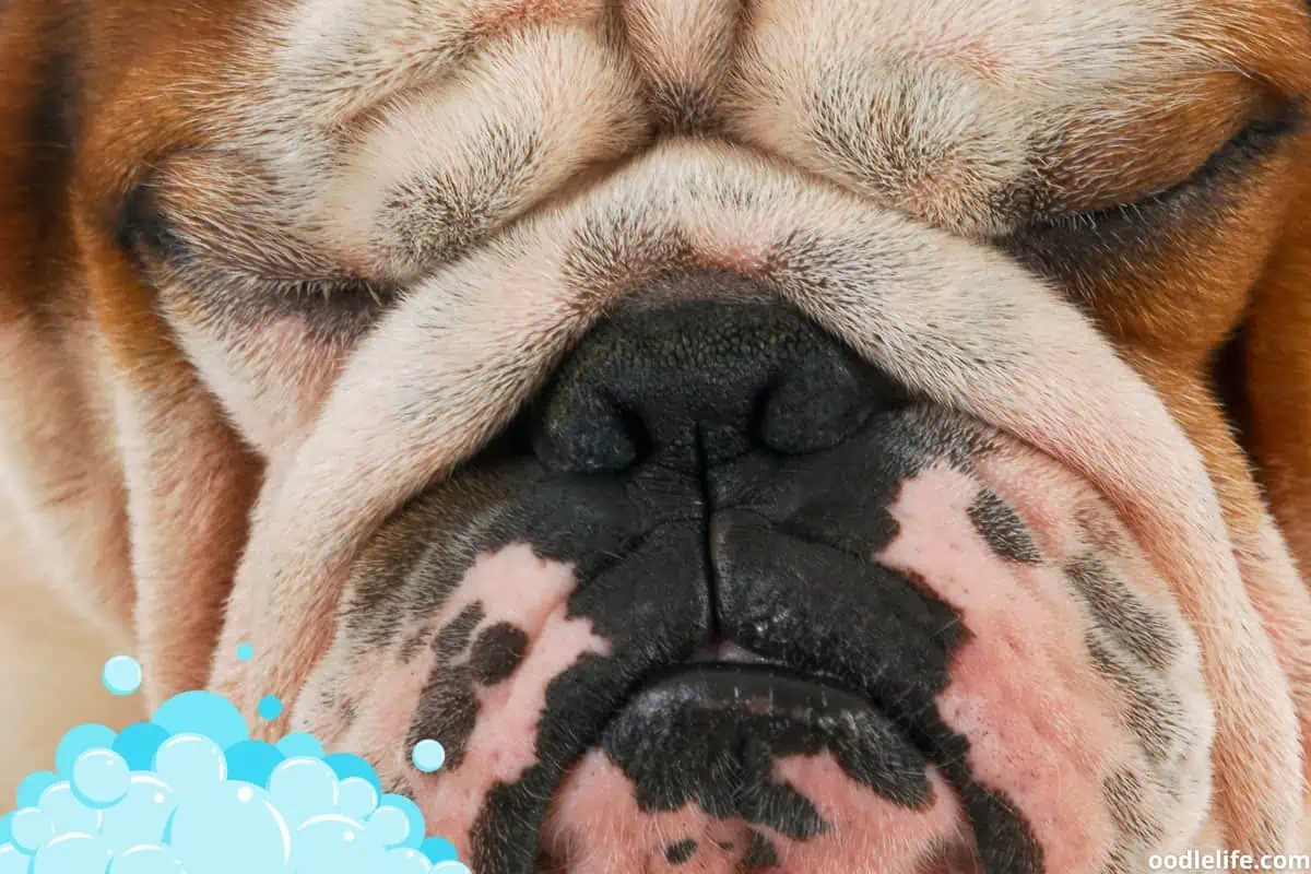 Boxer dog HATES bathtime