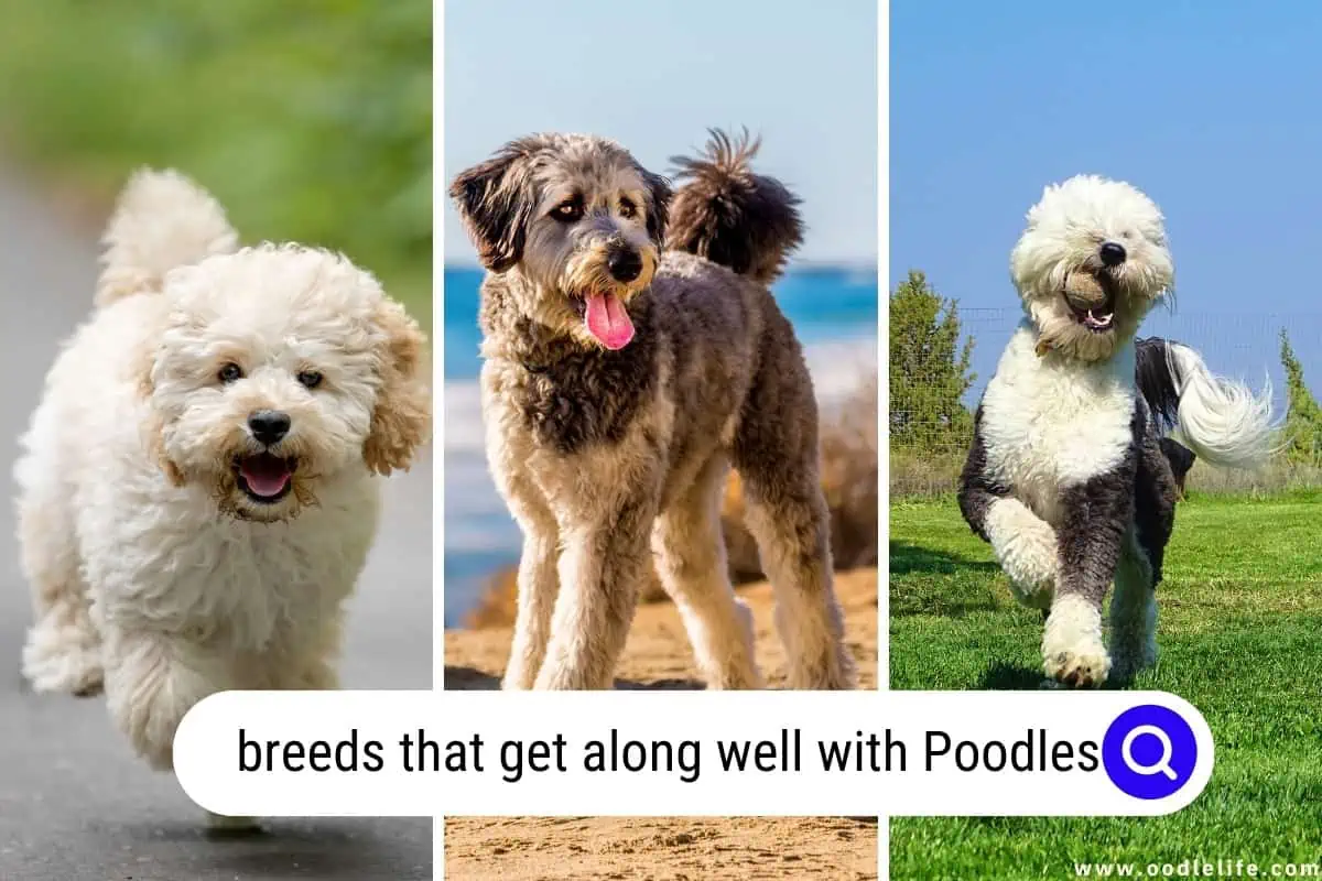 breeds that get along well with Poodles