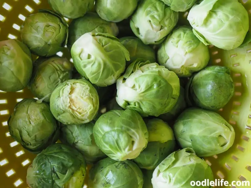 brussels sprout for dogs