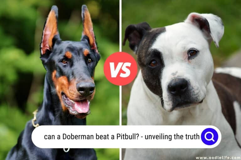 7 Shocking Reasons Why A Doberman Beat a Pitbull
