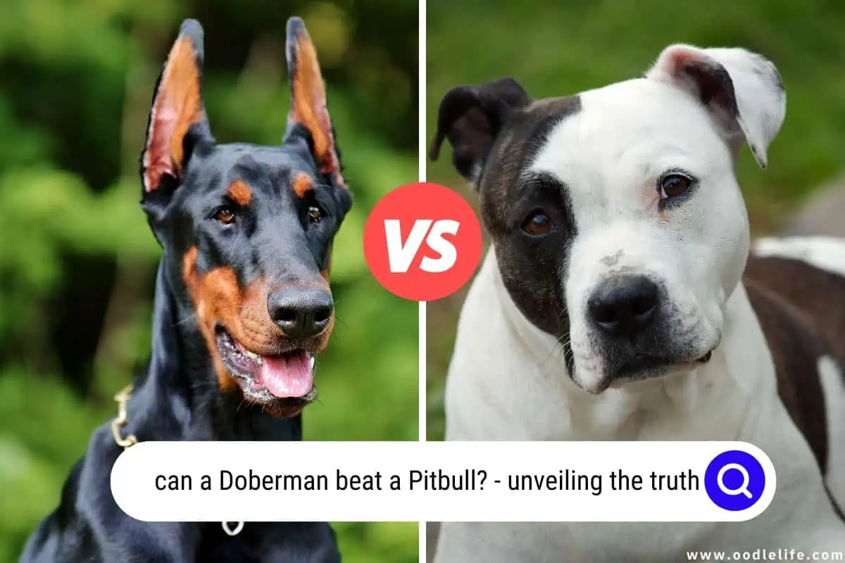 7 Shocking Reasons Why A Doberman Beat A Pitbull Oodle Life