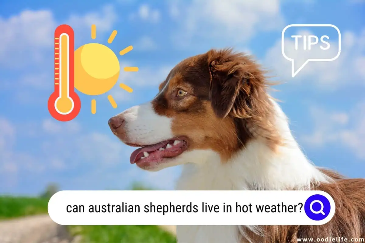 can Australian Shepherds live in hot weather