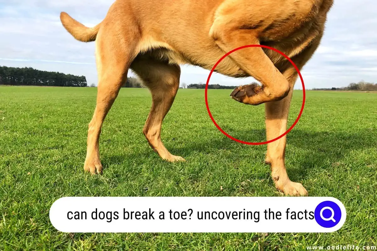 can dogs break a toe