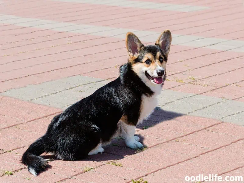 Cardigan Welsh Corgi sits