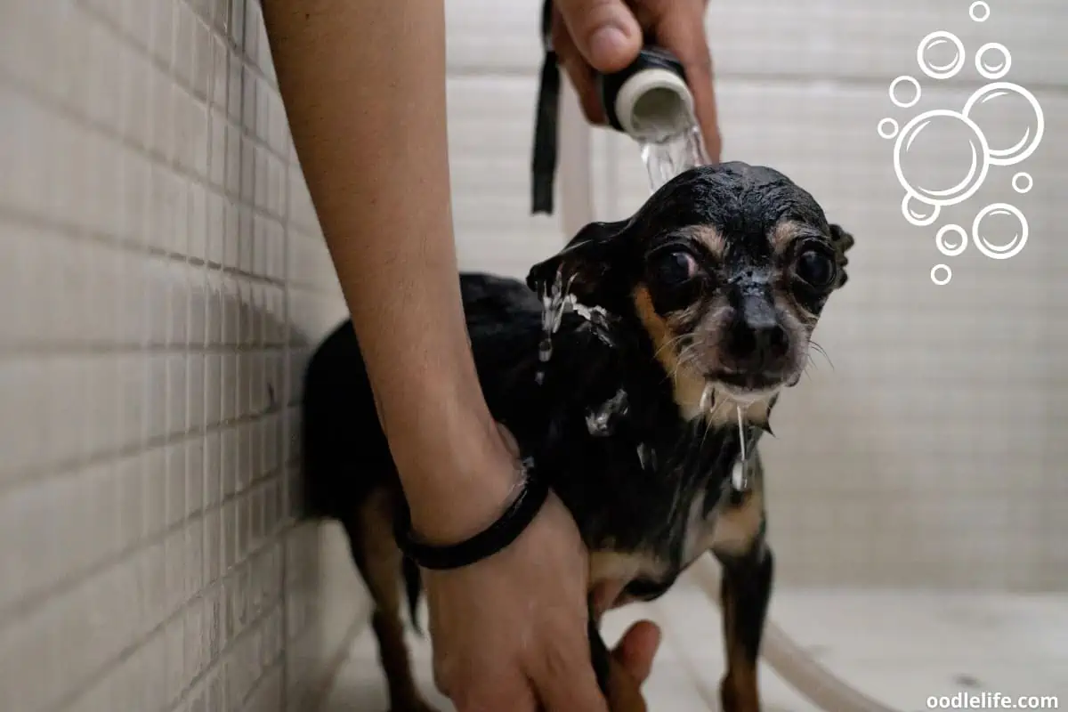 Chihuahua having a shower