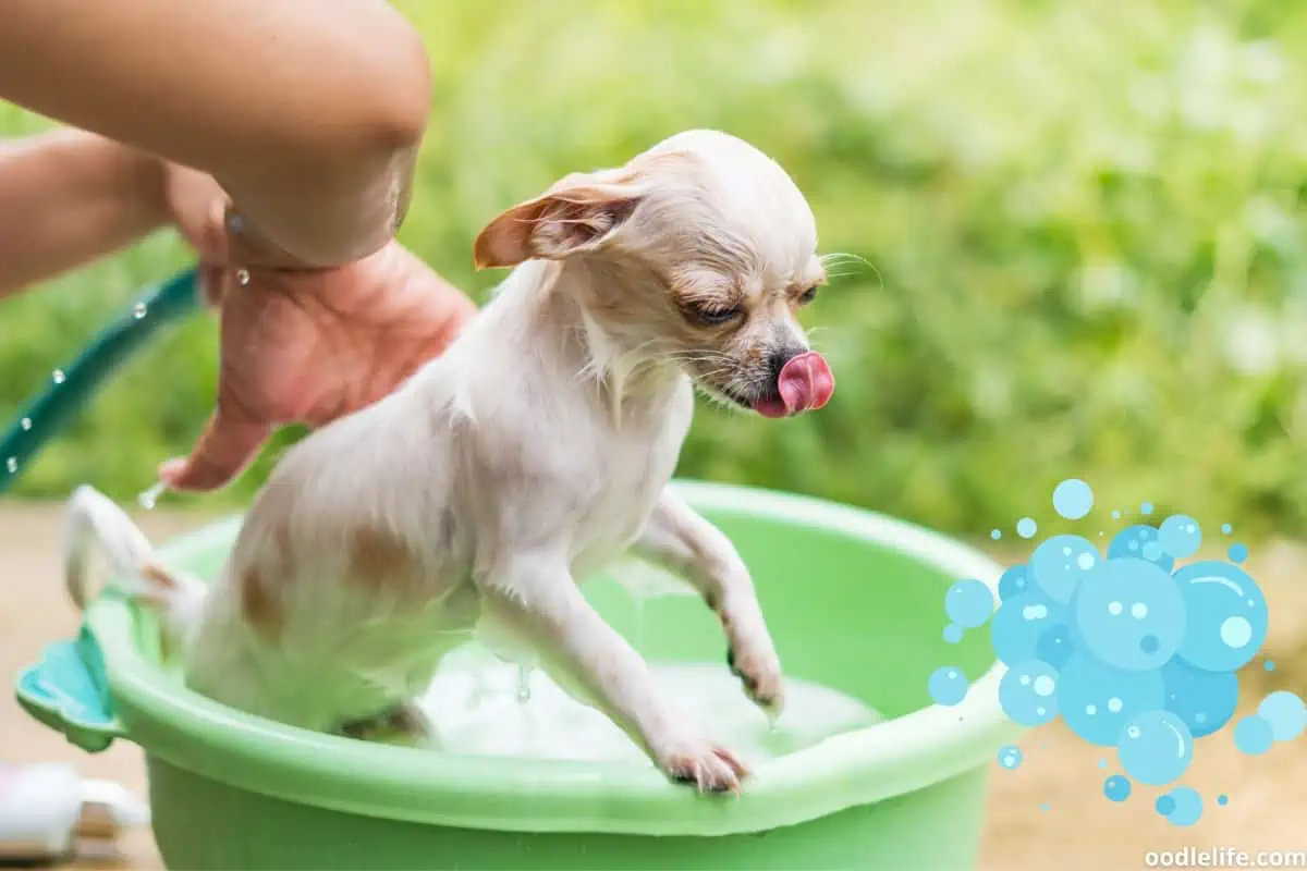 A Chihuahua having a bath