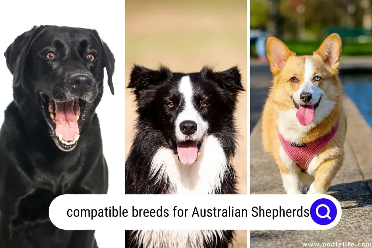 compatible breeds for Australian Shepherds
