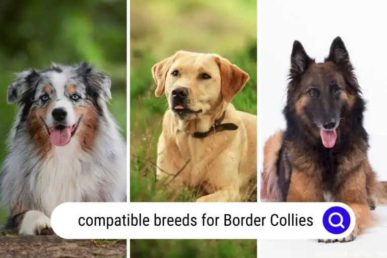 13 INCREDIBLE and Compatible Breeds for Border Collies (Photo Guide)