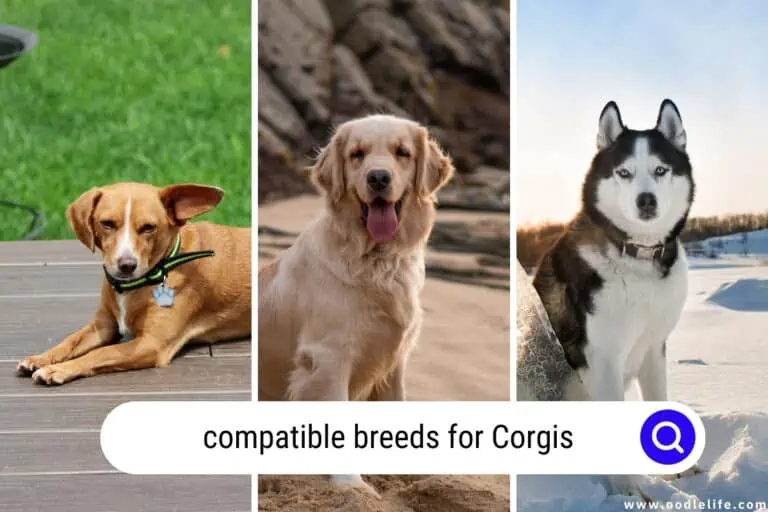 11 Compatible Breeds for Corgis (Top Matches and Photos)