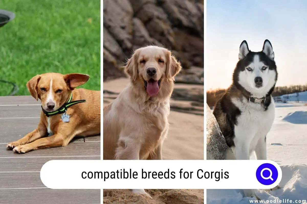 compatible breeds for Corgis