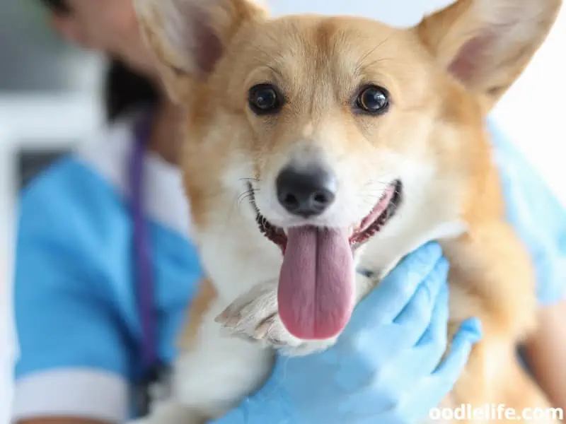 Corgi getting ready for a surgery