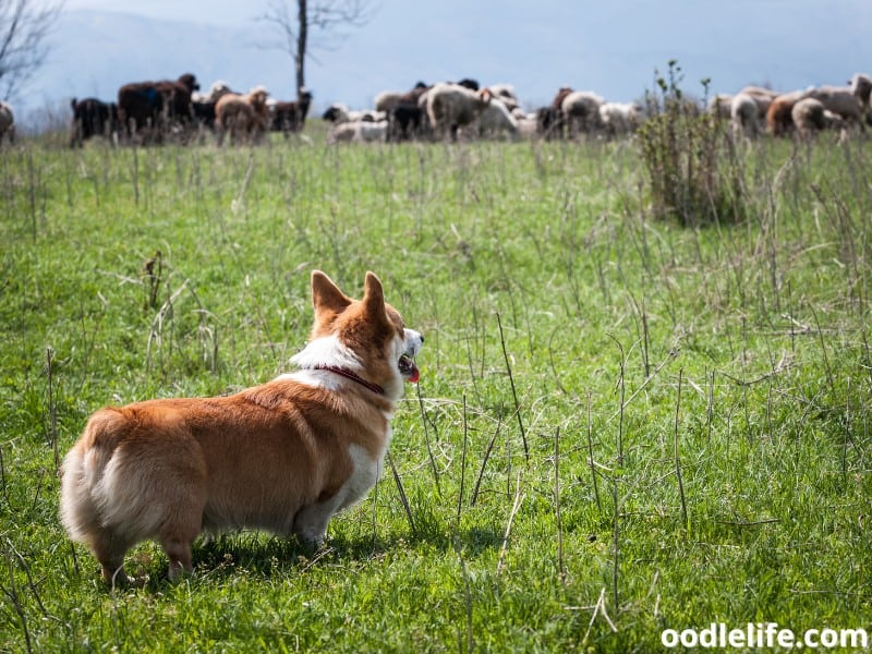 Corgi looks at a flock of sheep