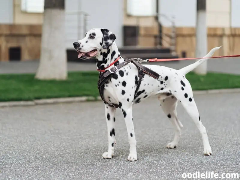 Dalmatian with harness and leash