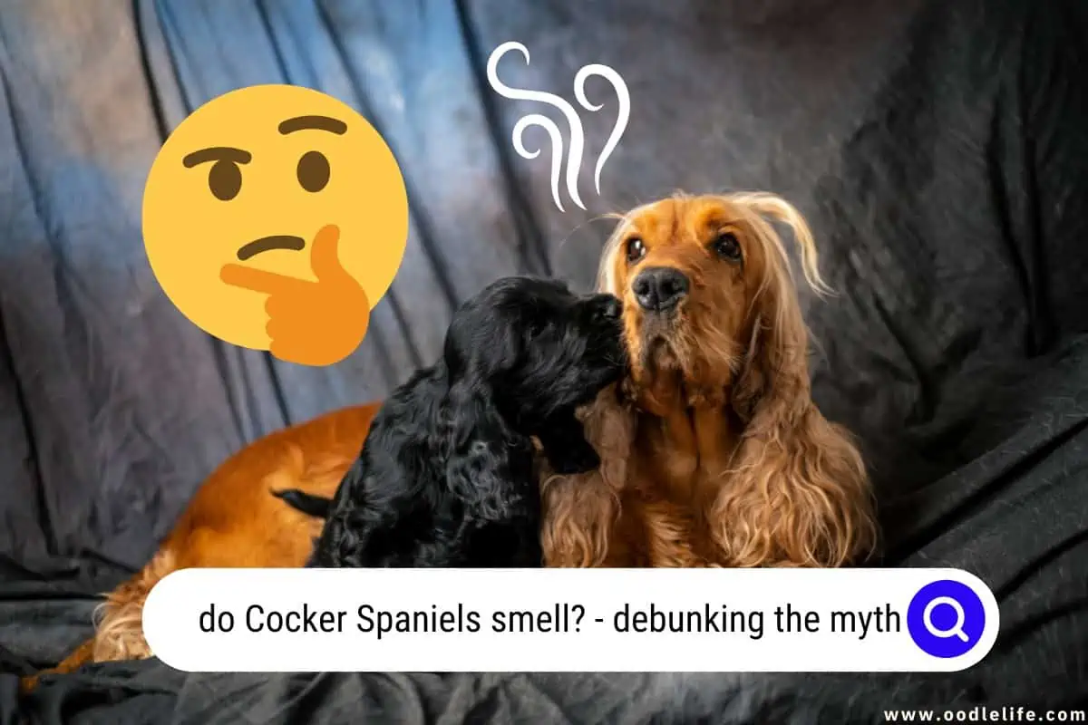 do Cocker Spaniels smell