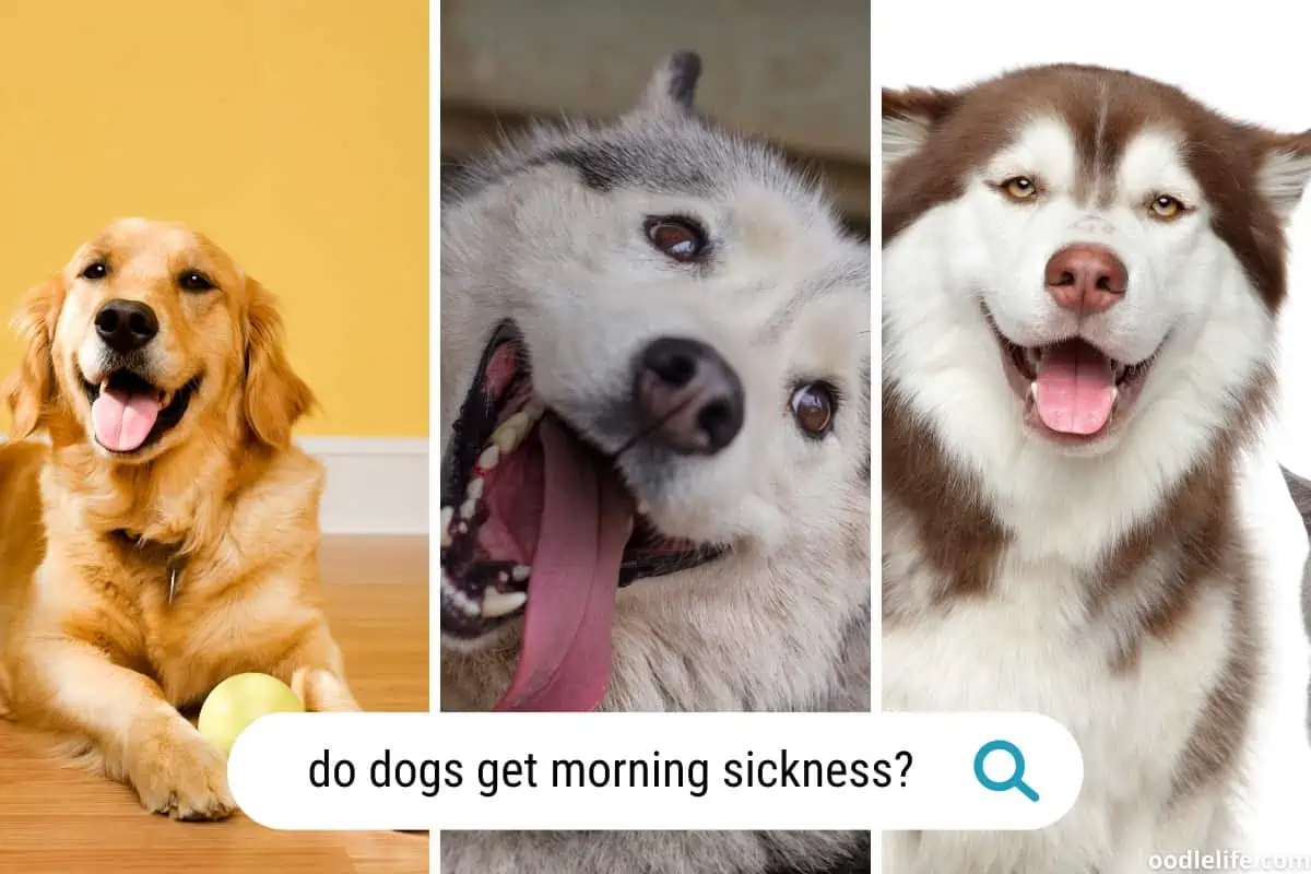 Do dogs get morning sickness?